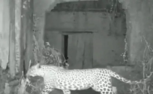 Leopardess Occupied Unused House In Rajasthan village For Her 3 Cubs - Sakshi