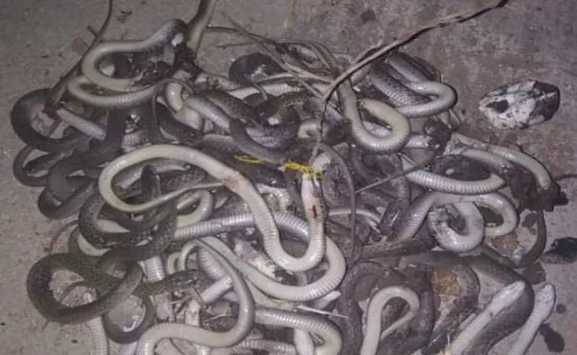 63 Snakes Found In House In Kamareddy - Sakshi