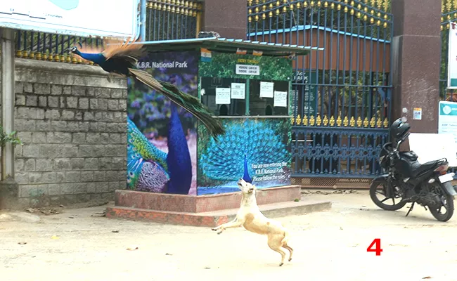 Dog Trying to Catch Peacock in front of KBR Park Hyderabad - Sakshi