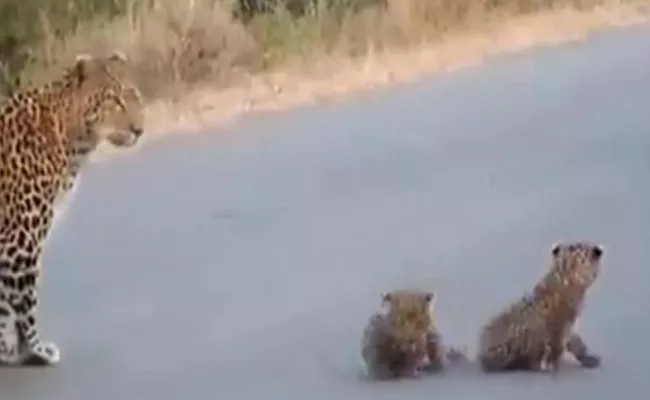 These Little Leopard Cubs Video Will Make Your Day - Sakshi