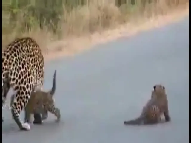 These Little Leopard Cubs Video Will Make Your Day