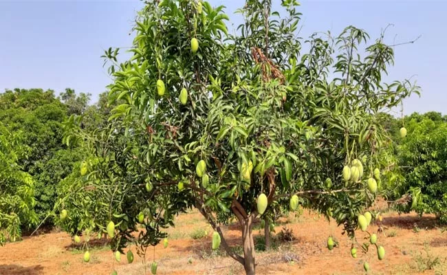 Mango Farmers Facing Problems During Lockdown - Sakshi