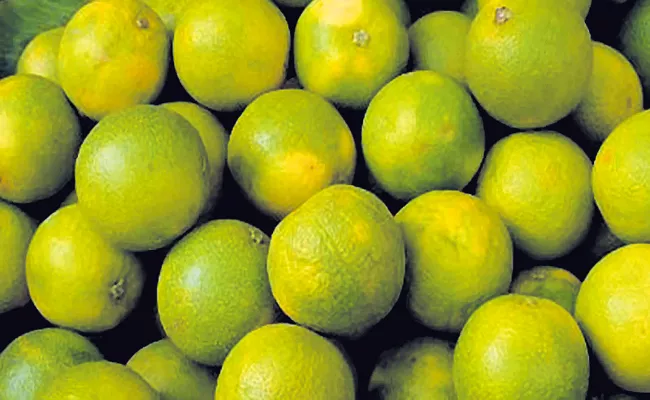 AP Govt support for Citrus farmers - Sakshi