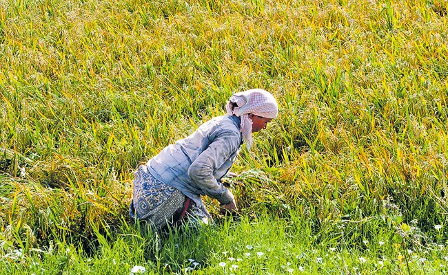 This time Rabi has hit record highs with Paddy cultivation in AP - Sakshi