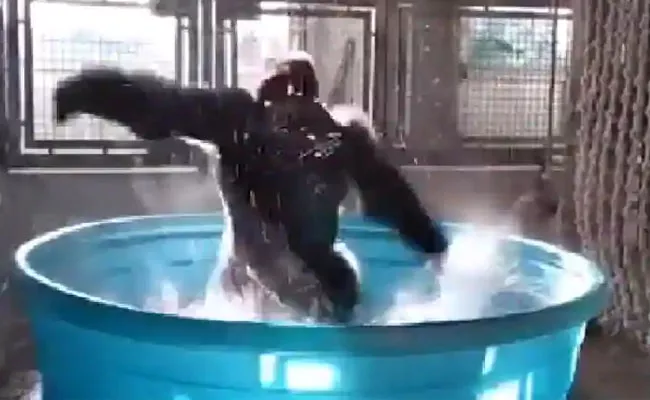 Gorilla Bathtub Dance Viral Video - Sakshi