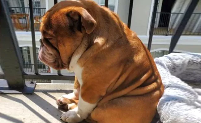 Lockdown: Bulldog Sadness Picture Leaves Internet Heartbroken - Sakshi