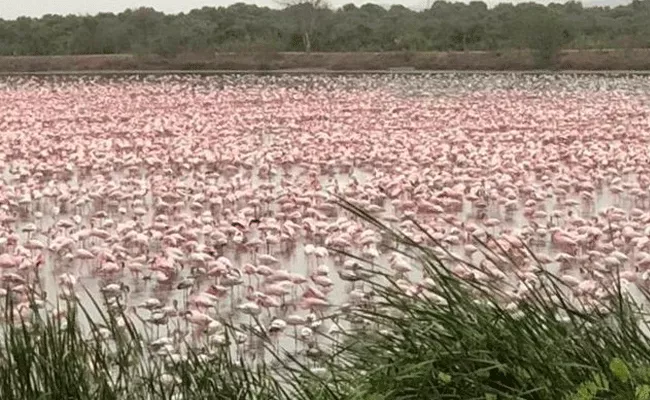 Thousands Of Flamingos Turn Creek Pink Near Mumbai - Sakshi