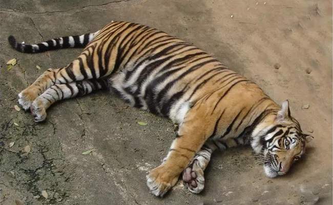 Tigress Dies at Delhi Zoo, Sample Sent For COVID Testing - Sakshi