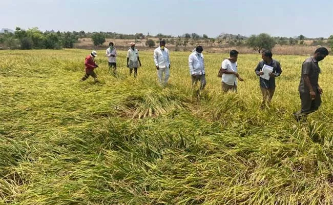 Madabhushi Sridhar Article On Farmers - Sakshi