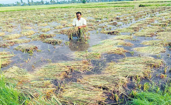 AP Govt is assuring farmers who have been effected by premature rains - Sakshi