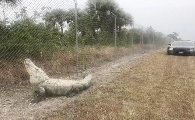 Massive Alligator Found Wandering On Road In Florida - Sakshi