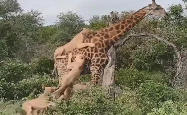 Watch Video How Giraffe Stands 5 Hours After Attacked By Lions - Sakshi