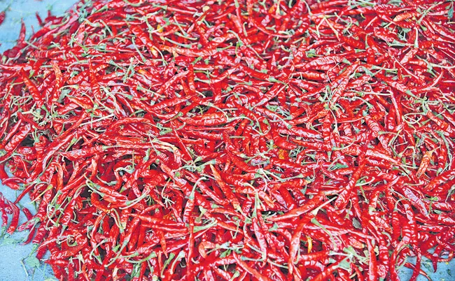 Cold Storages Used For Rent to Store Chilli in Guntur - Sakshi