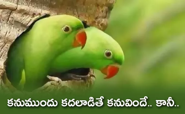 Two Parrots Deceased in Heavy Rain Gokavaram East Godavari - Sakshi