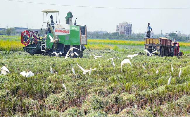 Food Grains Production on record level at 2019-20 in AP - Sakshi