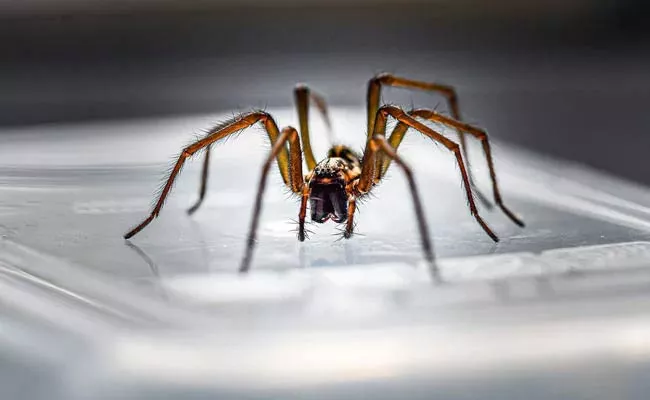 Spider Enters Old Women Ear And Spins Web Inside The Ear In China - Sakshi