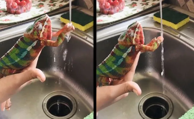 Corona: Chameleon Cleans His Hands Viral Video - Sakshi