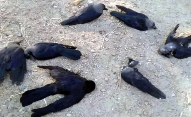 Crows And Birds Hungry Deaths in Tamil Nadu - Sakshi