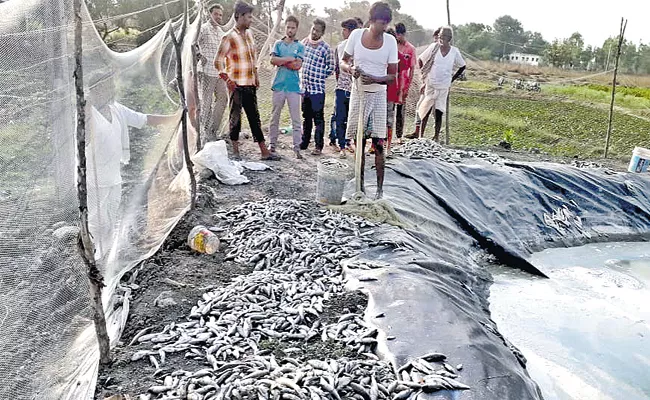 Poison Experiment on Fish Pond in Medak - Sakshi