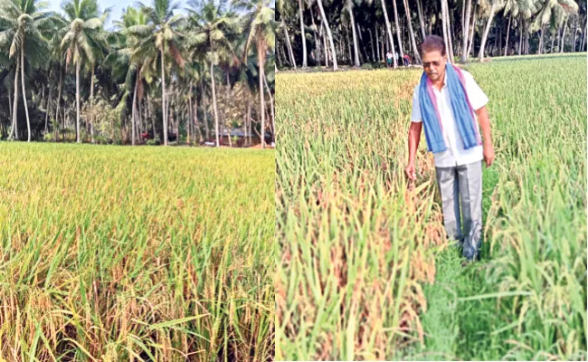 Rabi Crops Buy Government From Farmers in East Godavari - Sakshi