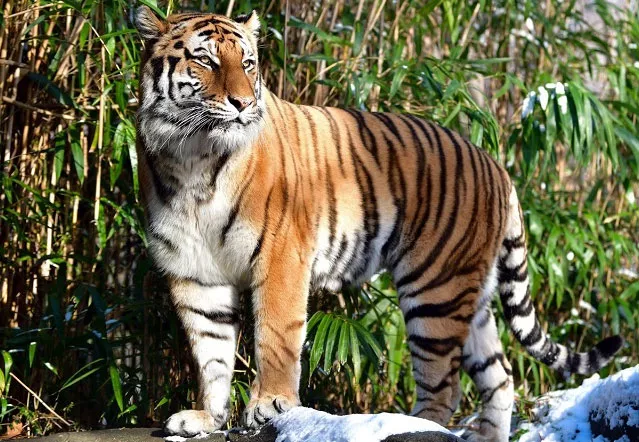 Tiger tests positive for coronavirus at Bronx Zoo - Sakshi