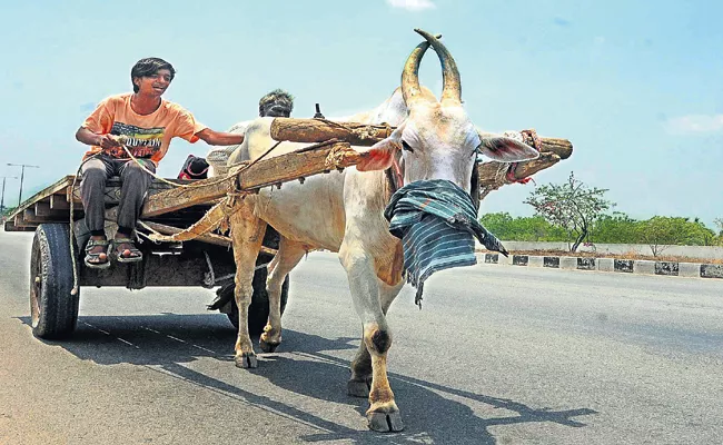 Coronavirus: Central Govt has identified that Covid-19 Effect Also To Animals - Sakshi