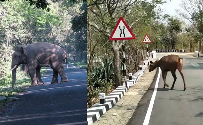 Lockdown: Wild Animals Are Wandering Due To Lockdown In Tirumala - Sakshi