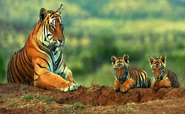 Forest Officials Focus on Tigers Care in Nallamala Kurnool - Sakshi