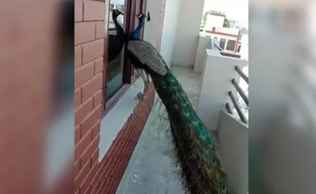 Video of peacock knocking on window goes viral - Sakshi