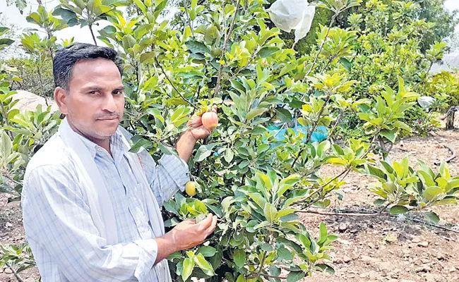 KCR Decided To Try The Taste Of Apples Grown In Telangana State - Sakshi