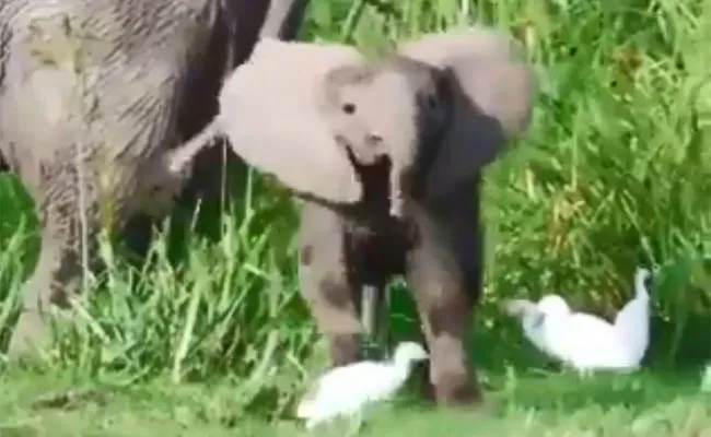 Video Of  Baby Elephant Playing With Birds Is Viral - Sakshi