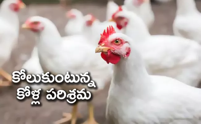 Chicken Prices Rises in East Godavari - Sakshi