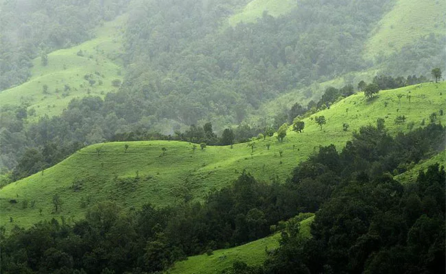 2.2 Lakh Trees Will Be Axed For Rail Line - Sakshi