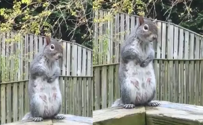 Watch Hillarious Video How Squirrel Doing Yoga - Sakshi