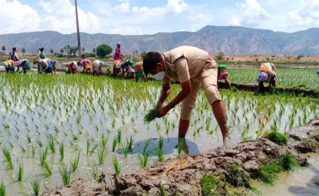 SP Rice Planting At Paddy Field In Chittoor District - Sakshi