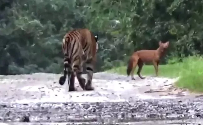 Tiger Chases Dhole In Karnataka - Sakshi