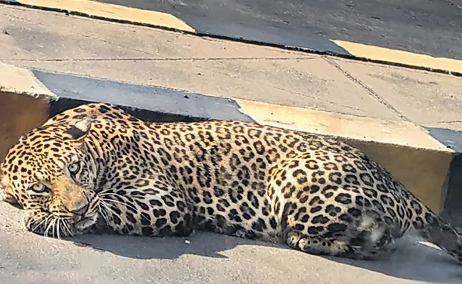 Leopard Found In The Outskirts Of Hyderabad - Sakshi