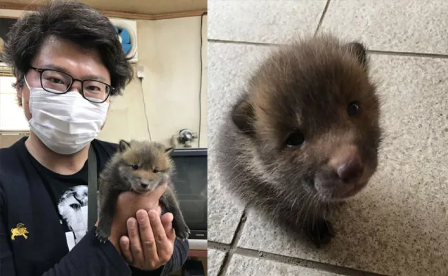 Man Gets Surprised After Knowing He Bring A Fox Cub To Home - Sakshi