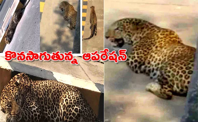 Forest Officials Search Operation For Leopard In Hyderabad - Sakshi