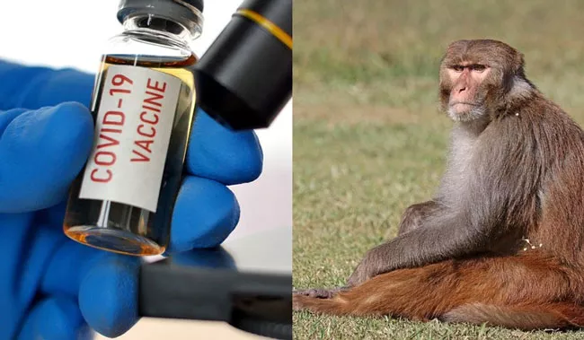 Oxford University coronavirus vaccine shows positive signs in monkeys - Sakshi