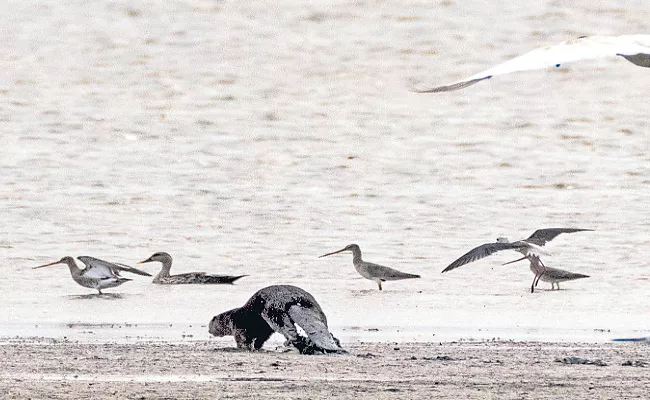 Coated Otter Appeared At Himayat Sagar - Sakshi