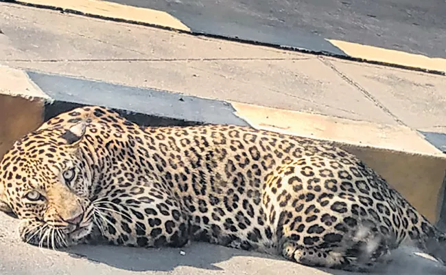 Forest Department Circling The Himayat Sagar Pond For Leopard - Sakshi