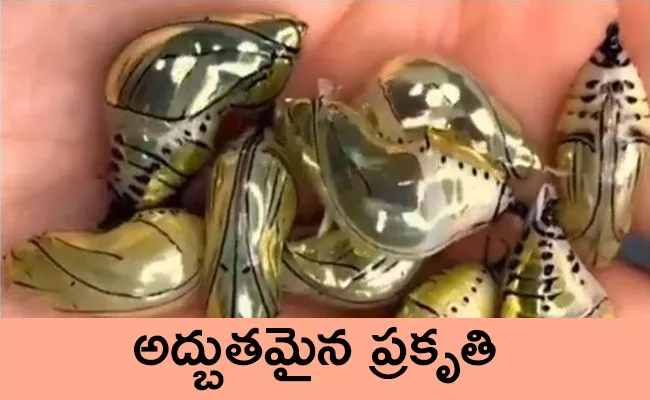 Golden Pupas Video Goes Viral In Twitter - Sakshi