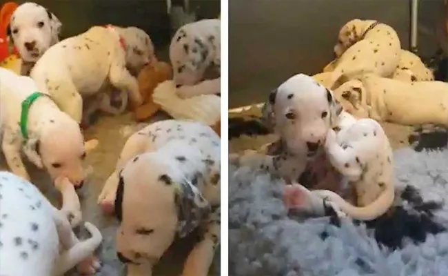 Dalmatian Gives Birth To 18 Puppies In Preston - Sakshi