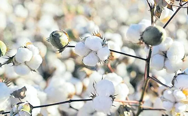 Agriculture Department has identified a gang of 15 people as unauthorized HT Cotton Seed - Sakshi