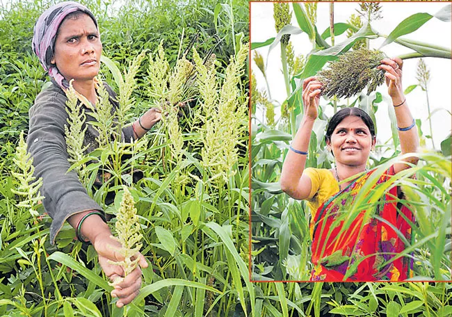 Self-sustainable environmental farming - Sakshi