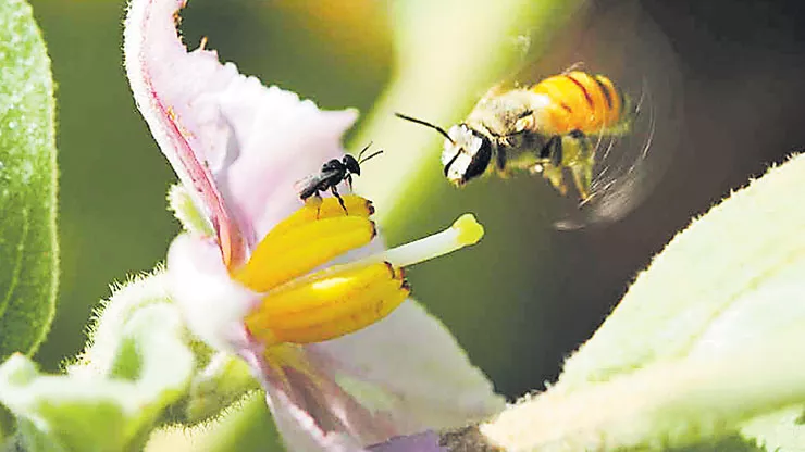 Special Story on International honey bee day - Sakshi