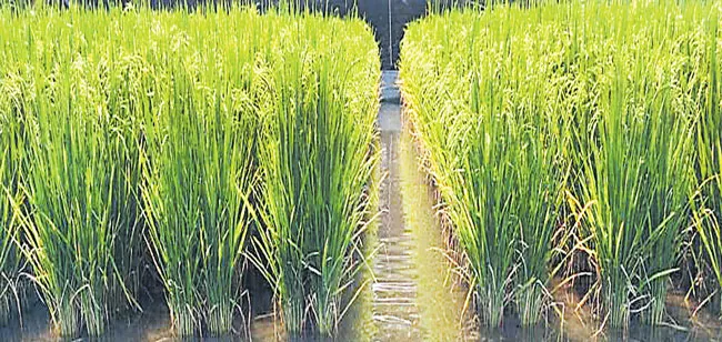 Mixed Cultivation of Fish and paddy - Sakshi