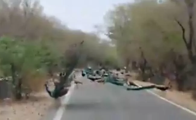 Viarl Video: Peacocks Cause To Amazing Traffic Jam - Sakshi