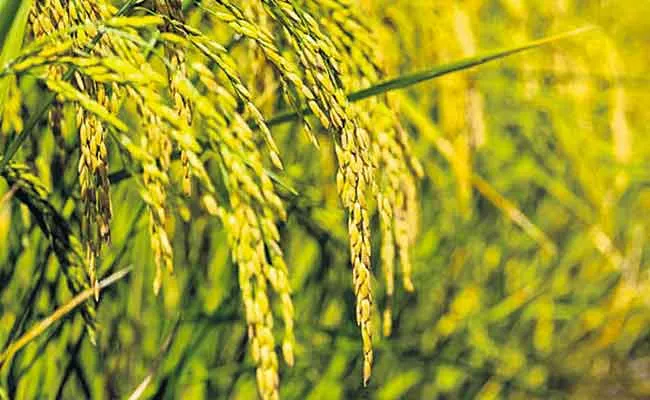 This Rainy Season 10 Million Acres Of Telangana Sona Rice Cultivation - Sakshi